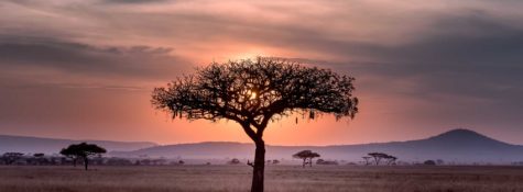 Acacia tree on the savannah at sunset
